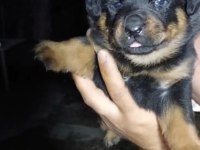 Macar koca kafa rottweiler yavrular