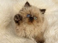İRAN HİMALAYAN (Odd Eyes)