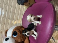 BEAGLE BEAGLE