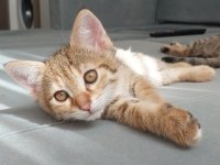 FEL12 KEDİMİZ YUVASINI ARIYOR