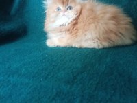 Şecereli safkan erkek british Longhair yavrumuz