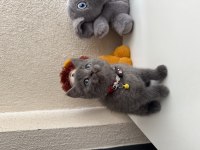 British Shorthair Gri Yavru