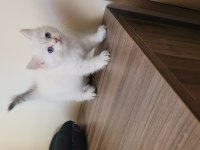Saf kan british shorthair dişi yavru