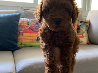Toy poodle yavrularım orijinal