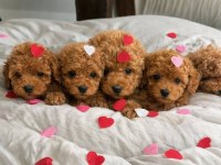 Kg Garantili Kore Poodle