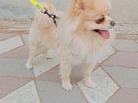 Pomeranian Boo Köpeği