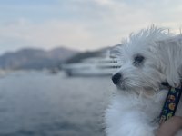 Dünya tatlı oglum maltese