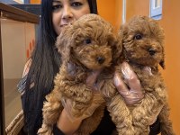 Sağlık ve ırk garantili toy poodle yavrularım