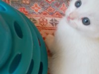 Anne van kedisi baba ingiliz kedisi 2 siyah 1 veya yavru