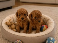 TATLI KUCUK POODLE MINIKLER