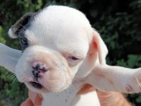 French Bulldog Yavrular İster Anne İle İster Tek