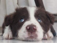 Sağlıklı safkan border collie yavrular