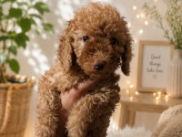Dişi Toy Poodle