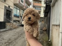 KİLO GARANTİLİ 0 BOY KORE KAN MALTİPOO KÖPEKLER