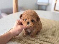 Irk Garantili Safkan Poodle Bebeklerim