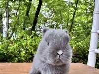 A KALİTE NETHERLAND DWARF TAVŞAN YAVRULAR