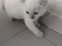 Yeni yavru kedimiz yuvamız