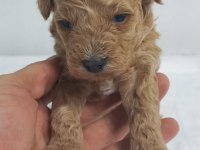 45 GUNLUK TOY POODLE YAVRULAR