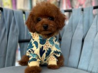 KORE KAN IRK VE SAĞLIK GARANTİLİ AŞILI ERKEK YAVRU POODLE