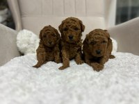 Muhteşem tüy yapısına sahip kore poodle yavrularımız