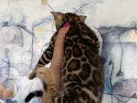 Exceptional Beauty Bengal Kittens – Wcf Registered