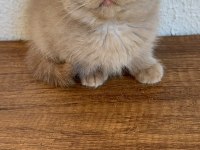 Yavruların En Sevimlisi Fawn British Shorthair