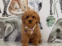 Evlerinize neşe getirecek maltipoo yavrularımız hazır
