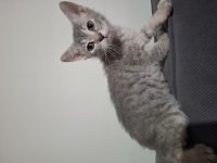 British shorthair cins yavru