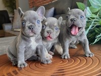 Top Quality French Bulldog Bebekler