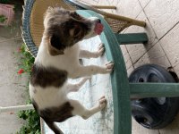 Kendi jack russell yavrumuza yuva arıyoruz