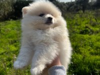 Pomeranian Yavrularımız Yeni Ailesini Arıyor