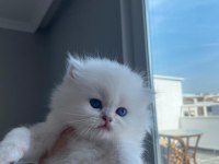Full secereli british longhair erkek yavrum teslime hazır