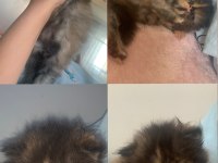 İRAN KEDİSİ