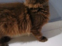Dev minik maine coon oğlan
