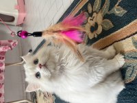 İş dolayısıyla sahiplendiriyorım british longhair