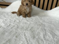 Sevimli Maltipoo Yavrularımız