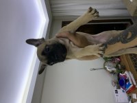 Son 1dişi 1erkek bulldog yavrularımız