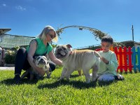 Sevimli Yaramazlar İngiliz Bulldog Bebeklerimiz