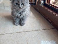 2 Aylık British Longhair Kedisi