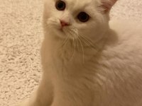 Minik eğlenceli british longhair oğlum yuva arıyor
