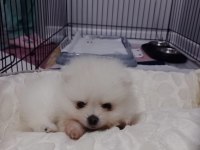 Pomeranian Boo Dişi Ayı Surat