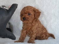 Teacup 2.5 Aylık Erkek Poodle