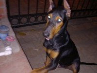 BİG DOBERMAN