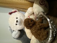 Kore erkek poodle çocuk
