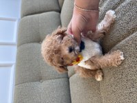 Minik maltipoo yavrum Dobby
