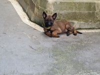 Belçika kurdu erkek aşılı yavrumuz