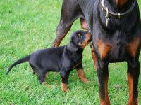 A KALİTE DOBERMAN YAVRULARI