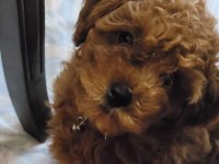 Toy poodle red brown orjinal