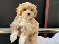 Petmode köpek çiftliğinde ziyarete açık maltipoo