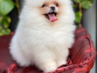 pomeranian harika